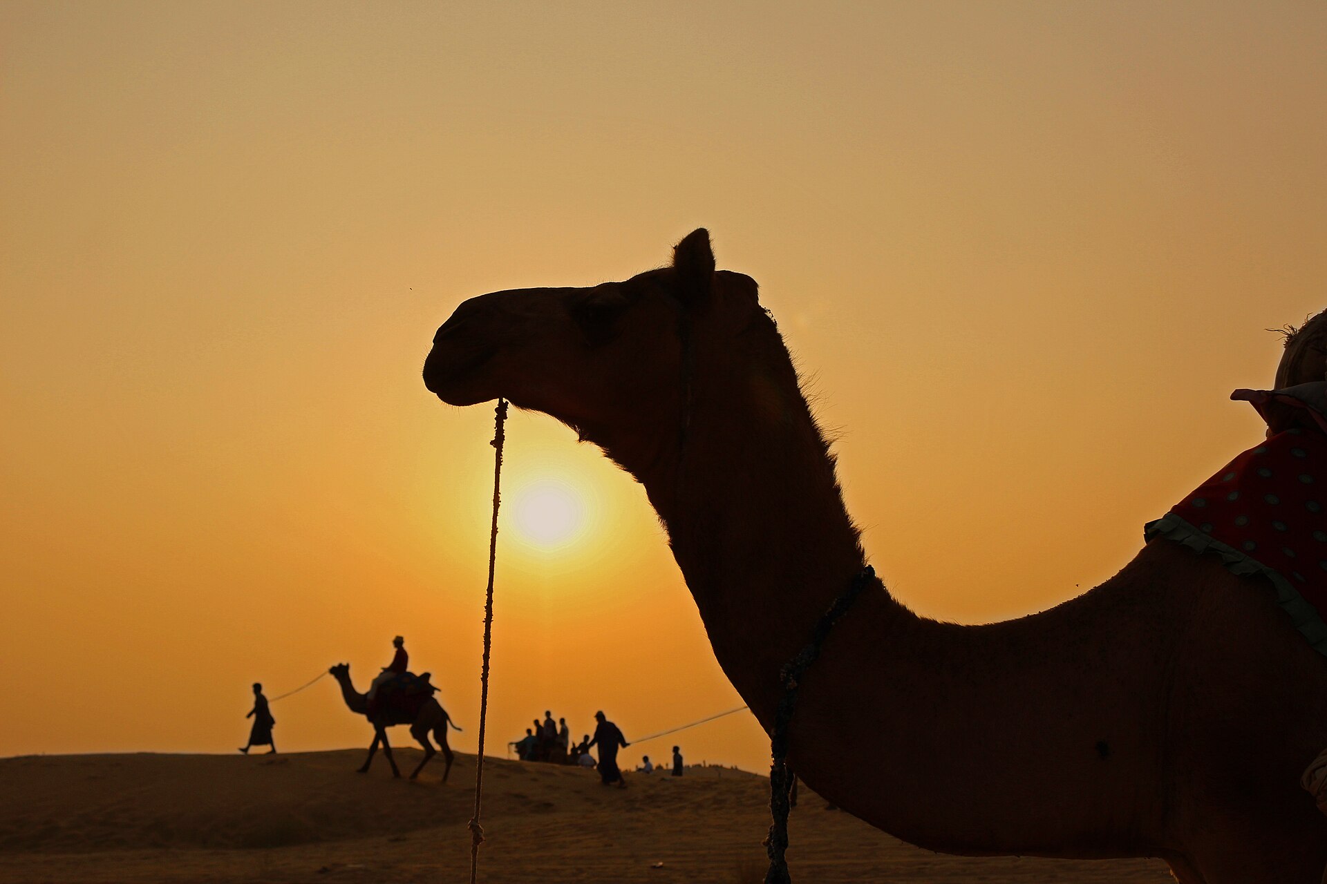 Camel safari silhouette at Sam Sand Dunes